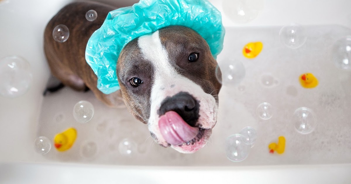 Bathing Your Dog