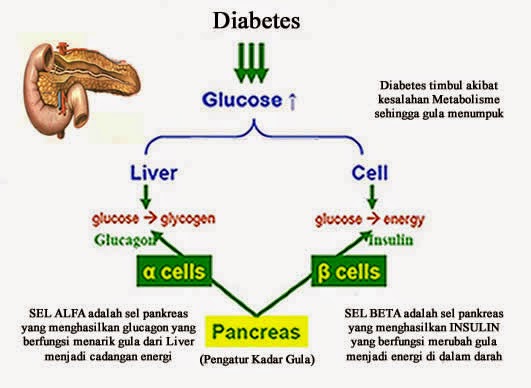 Tips Kesehatan dr. Dewi, Akp 085645030453: PENYAKIT DIABETES by dr