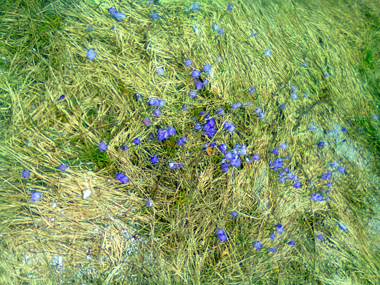 I zemlja se obnavlja prolećem ~ F I N S K A