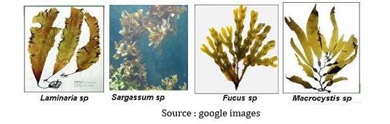 Ratu Diaries PROTISTA MIRIP TUMBUHAN