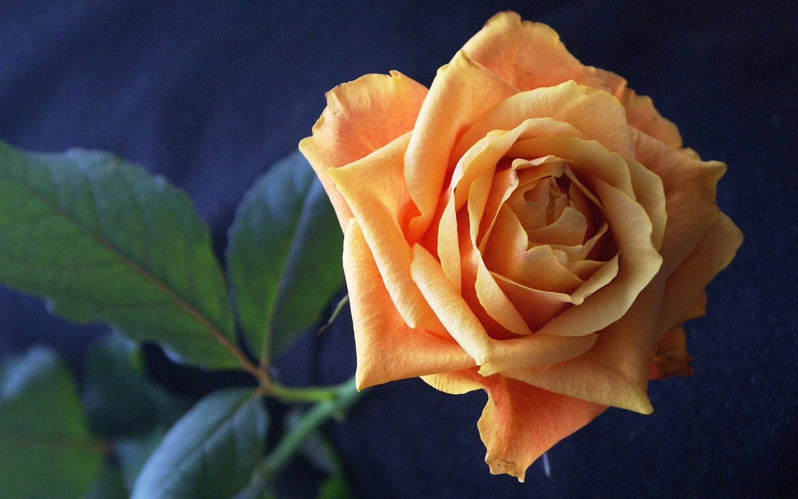 Light Orange Rose Wallpaper
