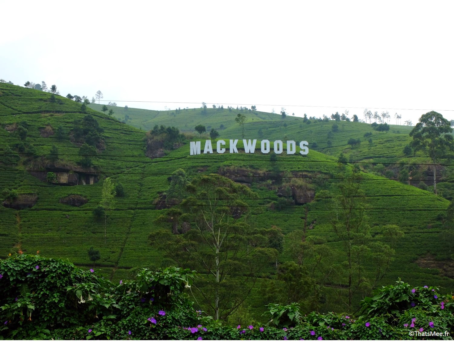 Plantations de thé Sri-Lanka Mackwood colline Hollywood