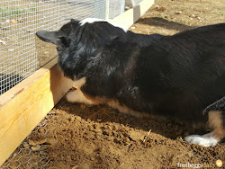proof predator run chicken building fencing got half 2x4 midpoint screwed then point side