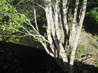 Sabiduría del lenguaje