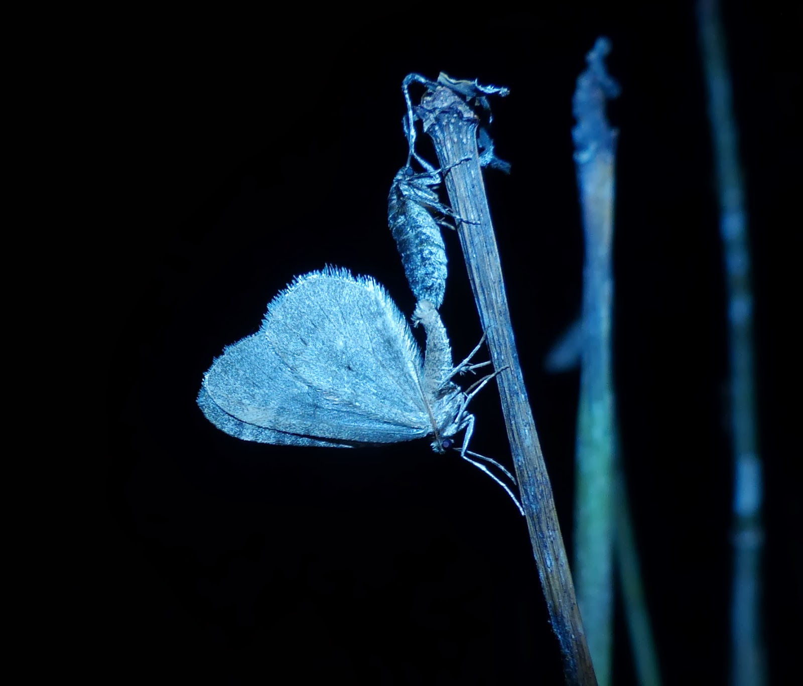 Andrew Cockroft, Birds , Moths and Butterflies Winter Moths....