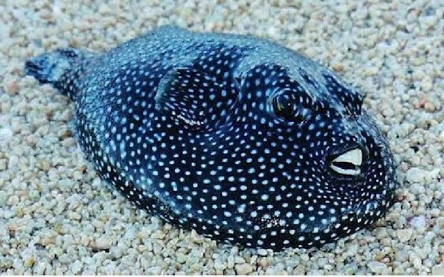 pufferfish image