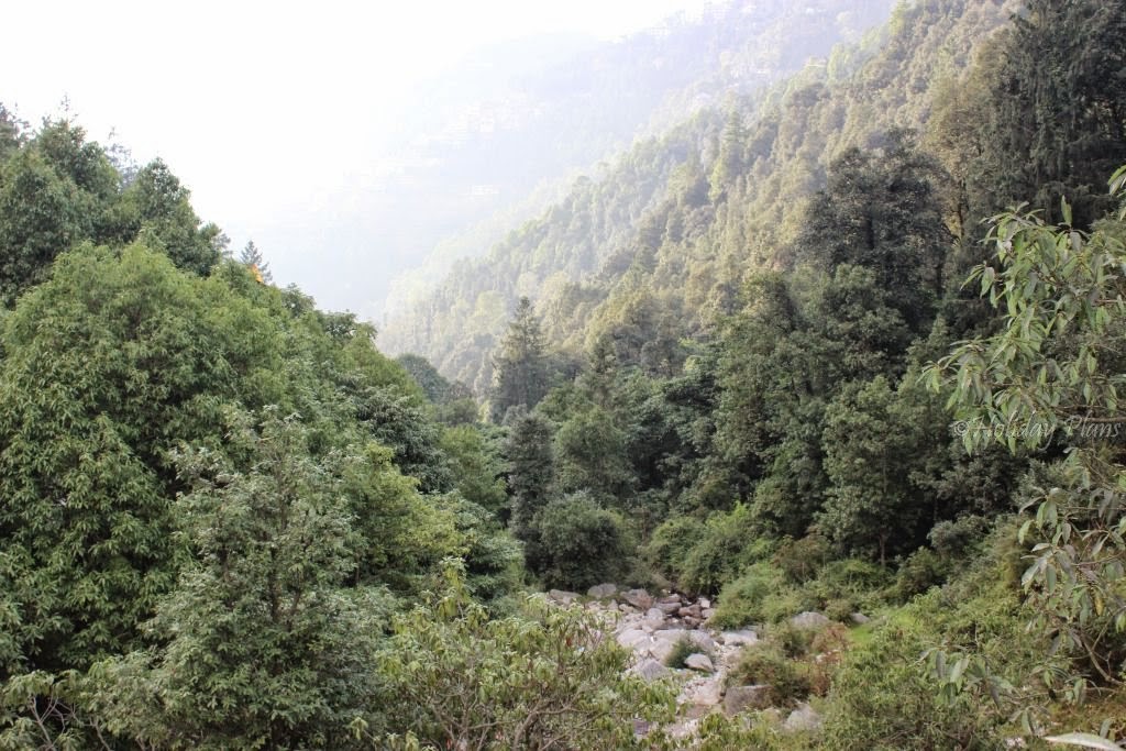 Deodar forest at  Panchpulla