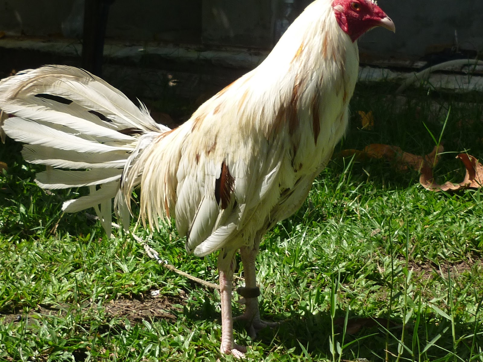 Sarawak Gamefarm Team ( S.G.T ) For Sale