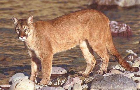 ShukerNature: THE TRUTH ABOUT BLACK PUMAS - FACT FROM FICTION REGARDING MELANISTIC