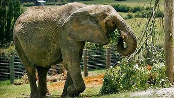 Sinistro: 10 horríveis acidentes em zoológicos