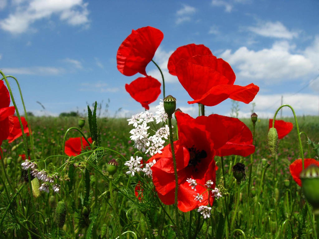 wallpapers: Poppy Flowers Desktop Wallpapers