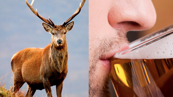 mangalard.blogspot.com: Crean cerveza con... ¡semen de Venado!