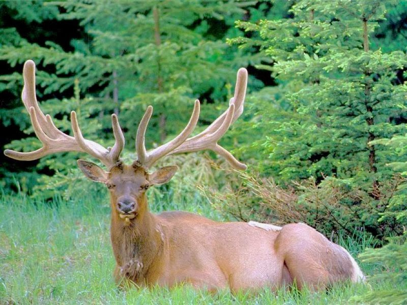 Kahve Falında Geyik Görmek | Paranormal Olaylar
