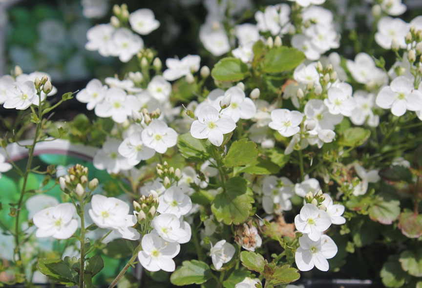 Bloomingwriter Gardening in Nova Scotia Great Nurseries in Nova Scotia