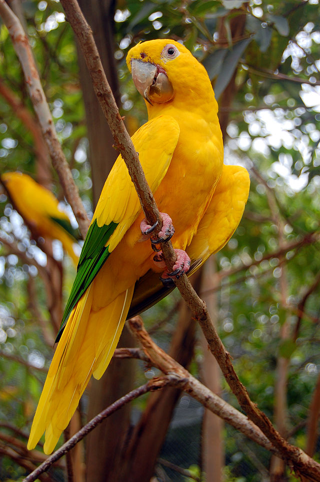 Blog Interessante Animal símbolo do Brasil Brazilian national animal symbol Brazil Blog Interessante Animal símbolo do Brasil Brazilian national animal symbol Brazil