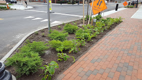 new greenery to maintain downtown
