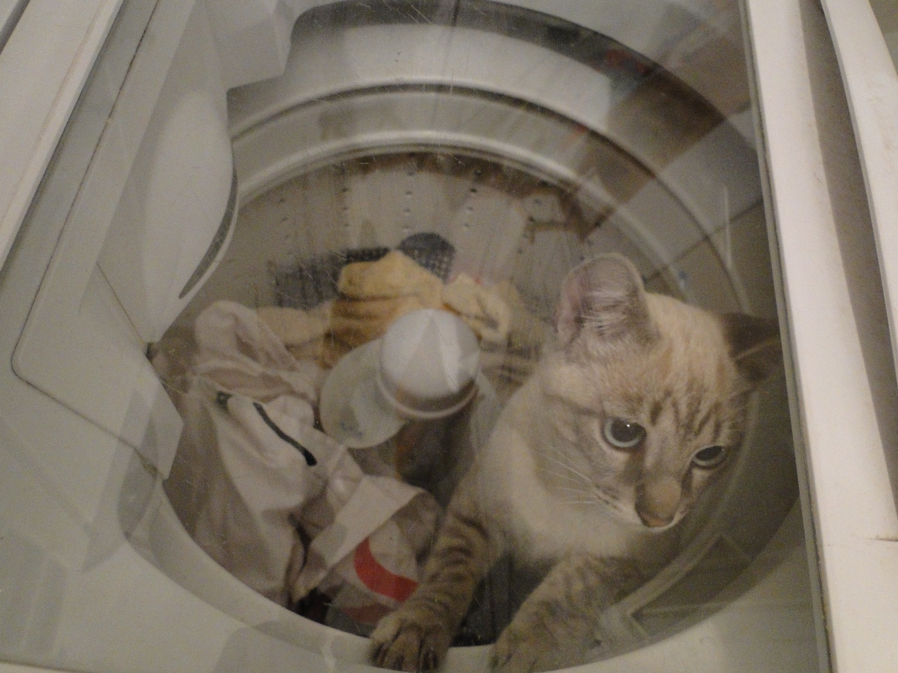 Silvana Novelli ateliê Gatos são muito curiosos...e atrevidos!