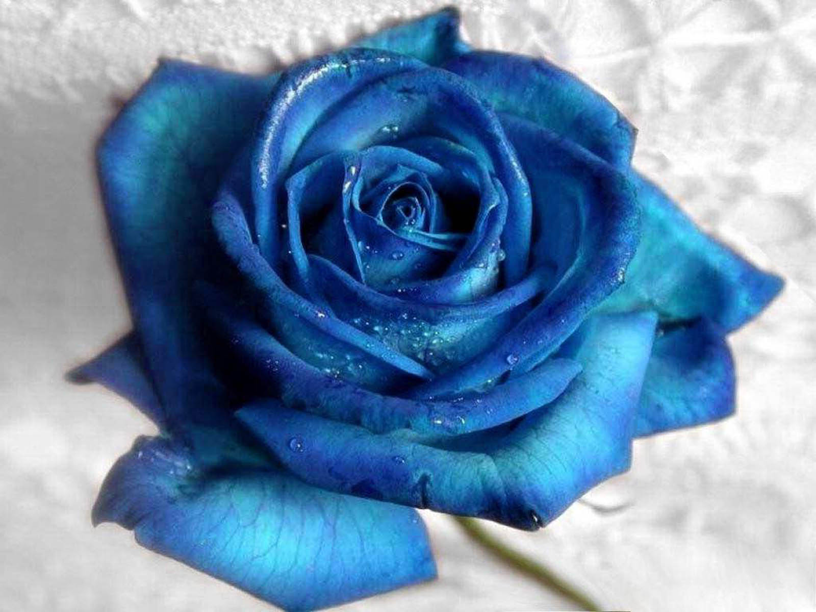 wallpapers: Blue Rose Wallpapers