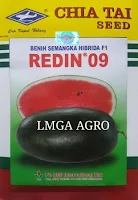 buah semangka, semangka inul redin 09, jual murah benih, lmga agro
