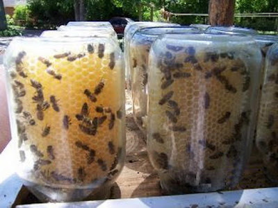 Μελισσοκόμος έφτιαξε κυψέλη νέας «τεχνολογίας»