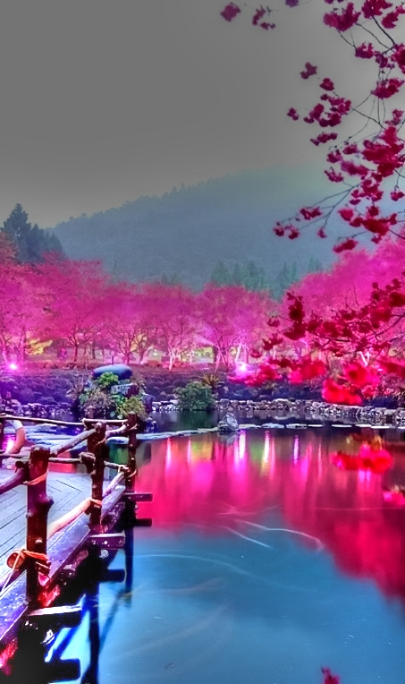 Sakura magicos stunningnaturee A1 Pictures: Cherry Blossom Lake in Sakura, Japan