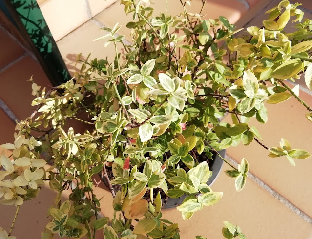 Bonetero rastrero (Euonymus fortunei "Emerald' n 'Gold").