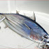 Skipjack Tuna Loin High Quality Seafood Product