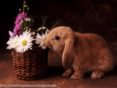Rabbit sniffs flowers.