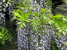 Royal Botanical Gardens Japanese wisteria floribunda Lawrence by garden muses-not another Toronto gardening blog.JPG