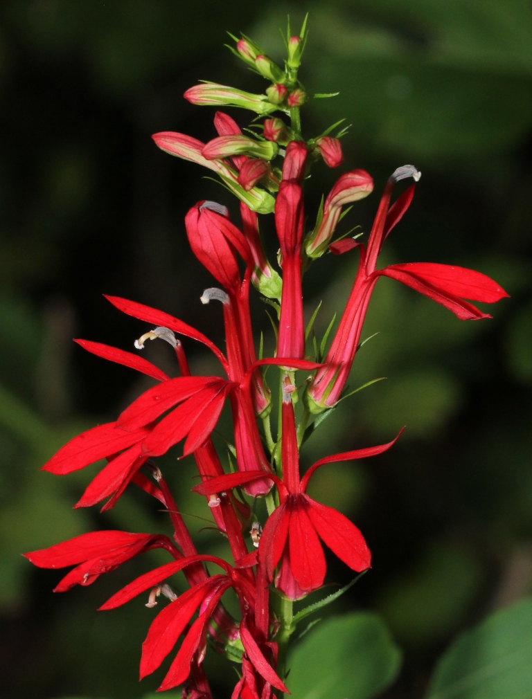 Ohio Birds and Biodiversity Cardinalflower
