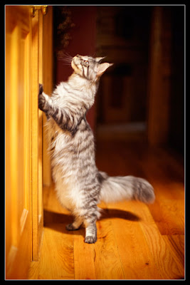 Stalone, the maine coon kitten