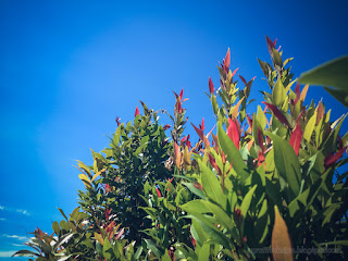 Green And Red Leaves Of Syzygium Oleana Or Pucuk Merah And The Clear Blue Sky On A Sunny Day