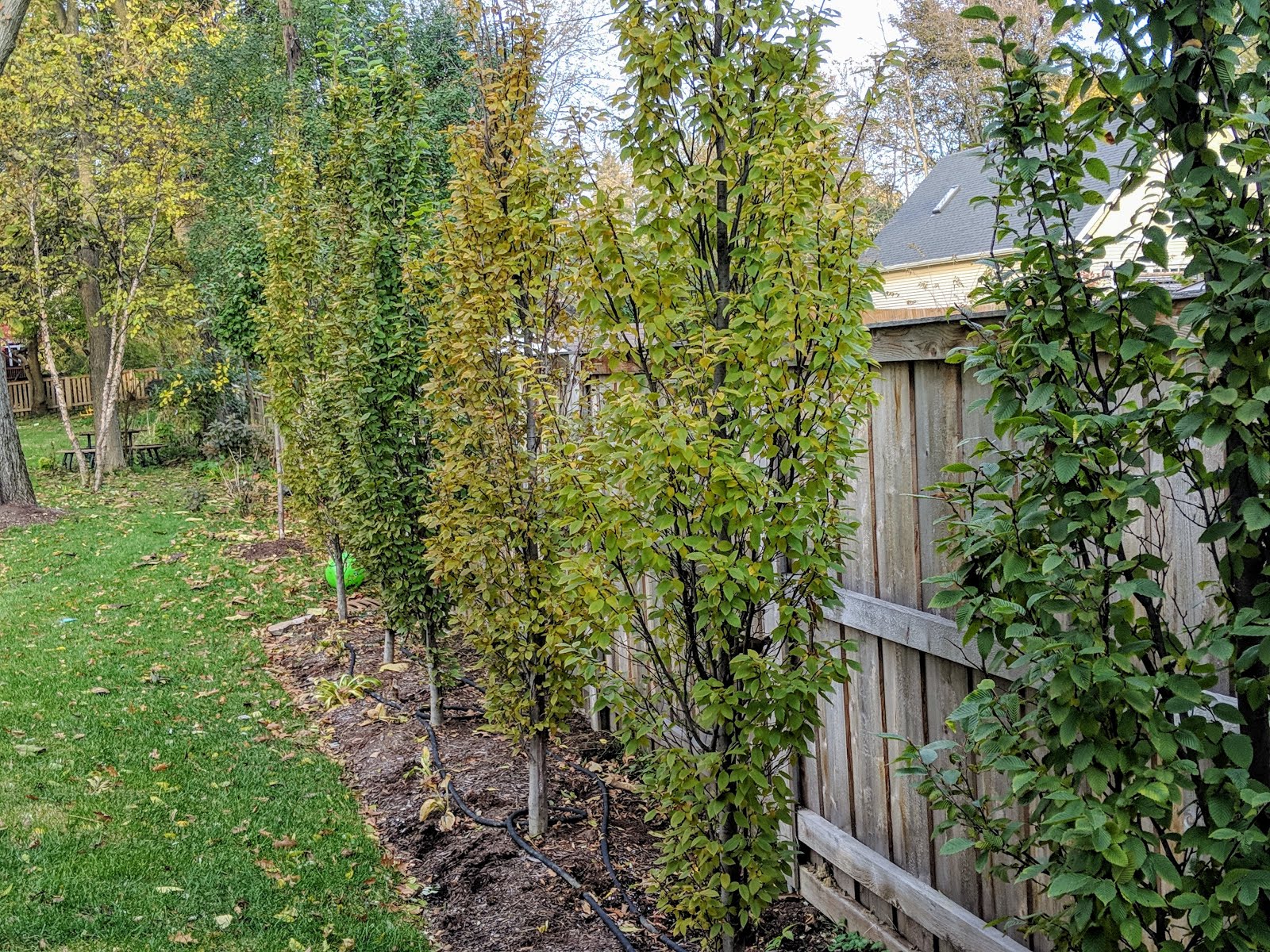 Gardening Landscaping Boxwoods In Shallow Bowl Pots Boxwood