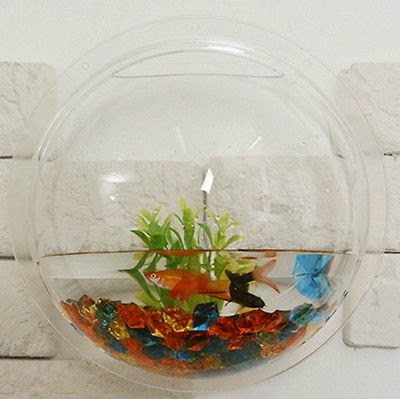 Amazing Creative Products: Wall Mounted Fish Bowl