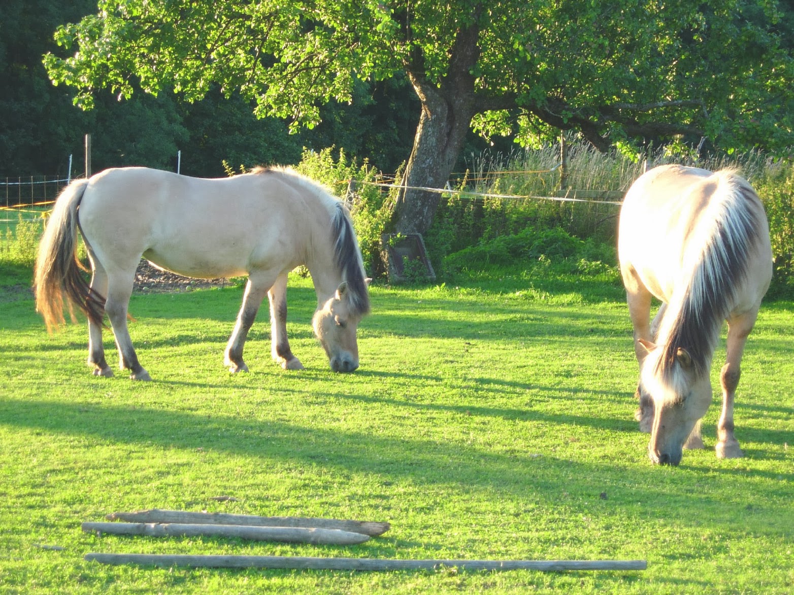 FONDOS PARA FOTOS Dos Caballos Blancos en Jardin