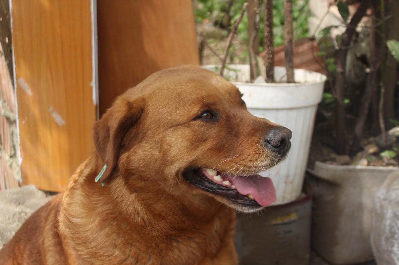 İNSAN VE KÖPEK ARASINDAKİ BAĞ