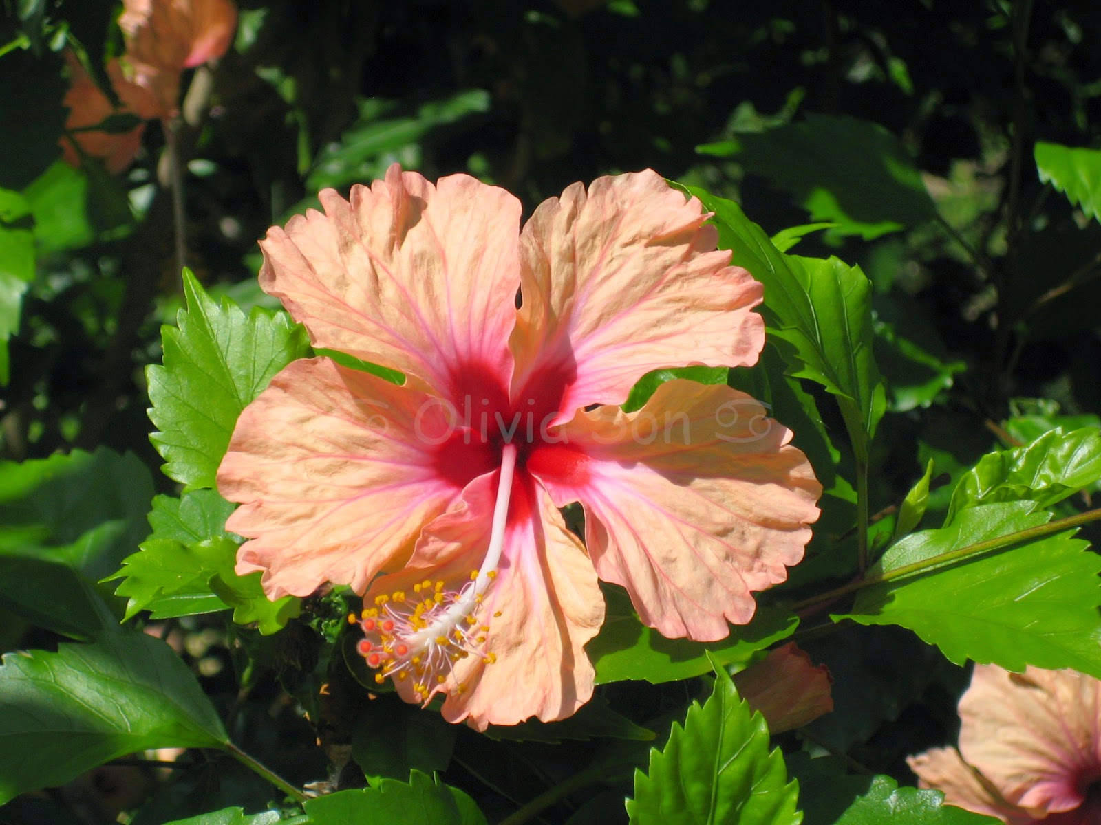 Yop Voyage Vacances et Vacourses Martinique, Antilles Françaises