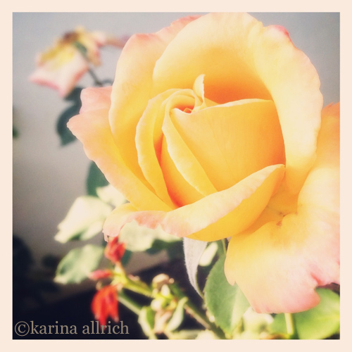 Vintage style iphone pic of a butter yellow rose by Karina Allrich.
