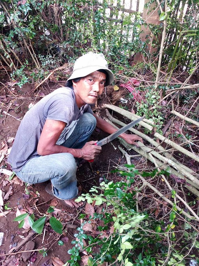CARA DAN TEKNIK PENGOLAHAN BAKALAN BONSAI HASIL BURUAN / HANTING