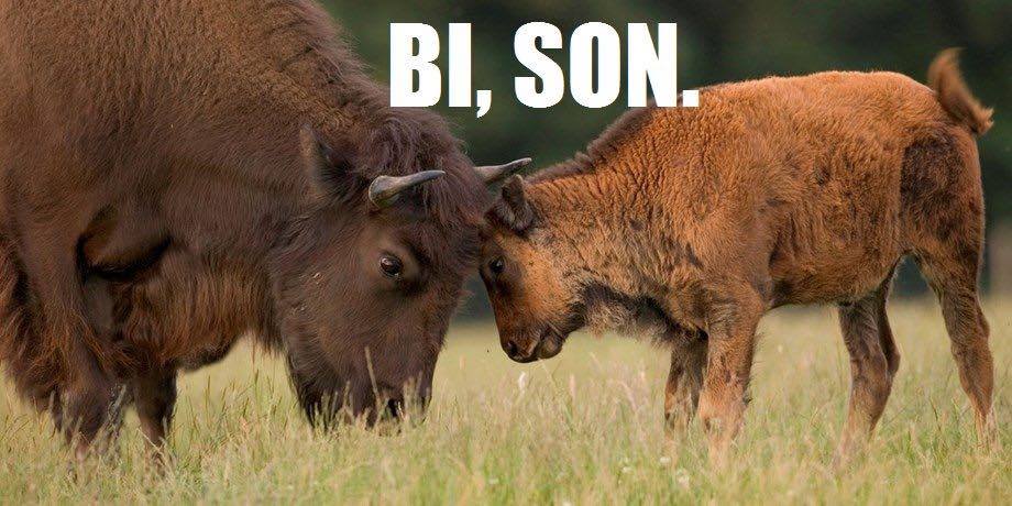of course m bison meme