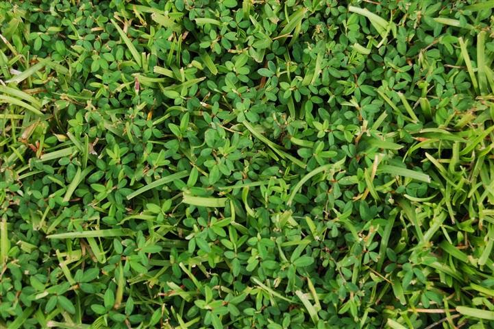Gardening in Mississippi: Preventing Summer Annual Weeds in Your Lawn