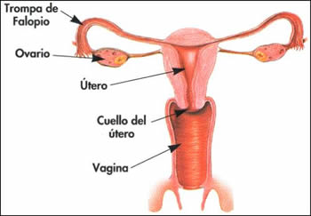 2º aparato reproductor femenino