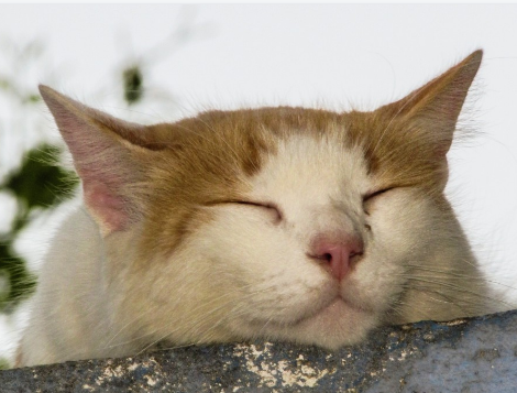 gambar kucing tidur