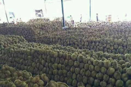 Pesta Durian Di Blang Padang Batal Diselenggarakan ??? Ternyata Ini Sebabnya..!!!