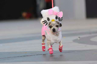 Pet chihuahua dressed in Hello Kitty costume