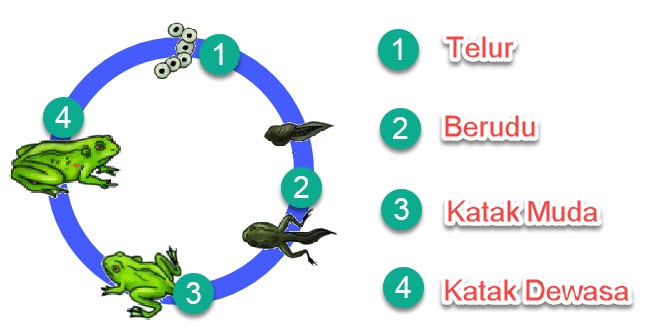 Pada daur hidup katak setelah telur menetas akan menjadi