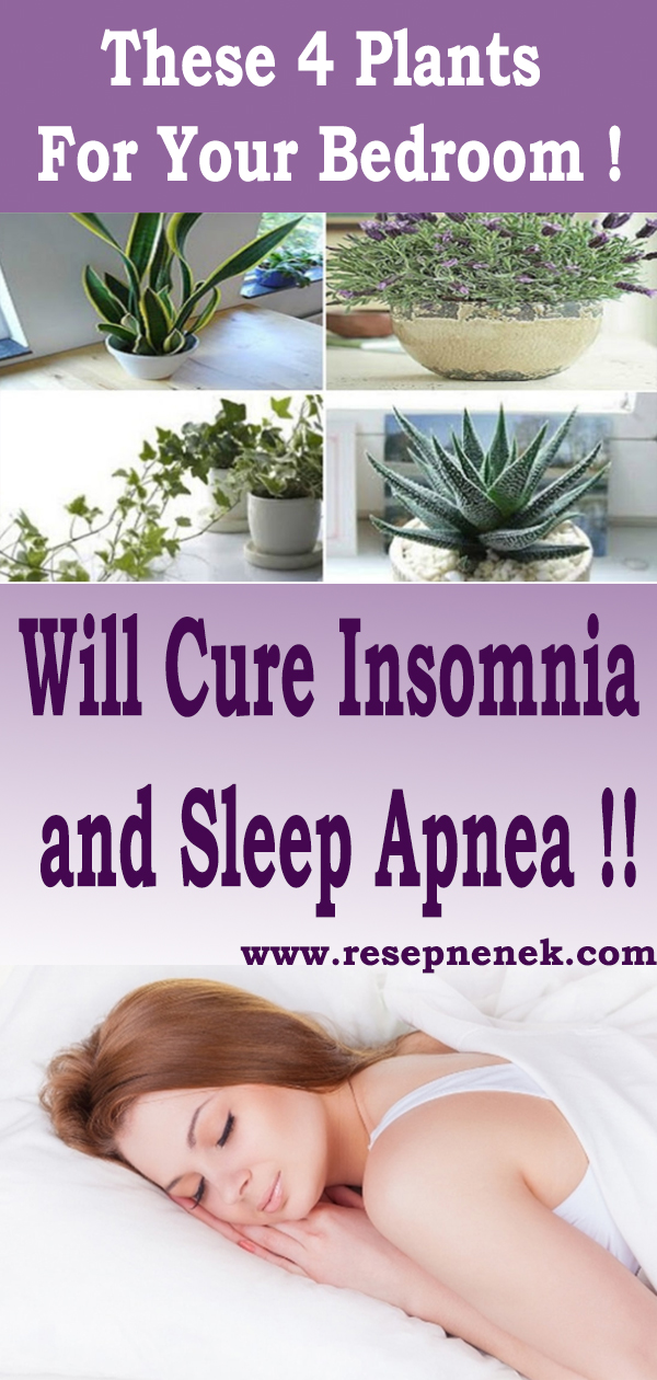 These 4 Plants For Your Bedroom Will Cure Insomnia and Sleep Apnea Id