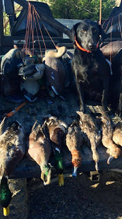 North Texas Duck Hunting|North Texas Retriever Training