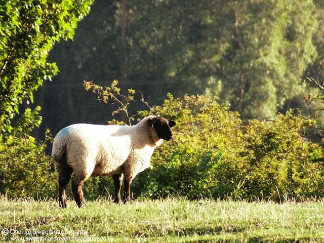 The Sounds of Walking @ www.sweetbriardreams.blogspot.co.uk