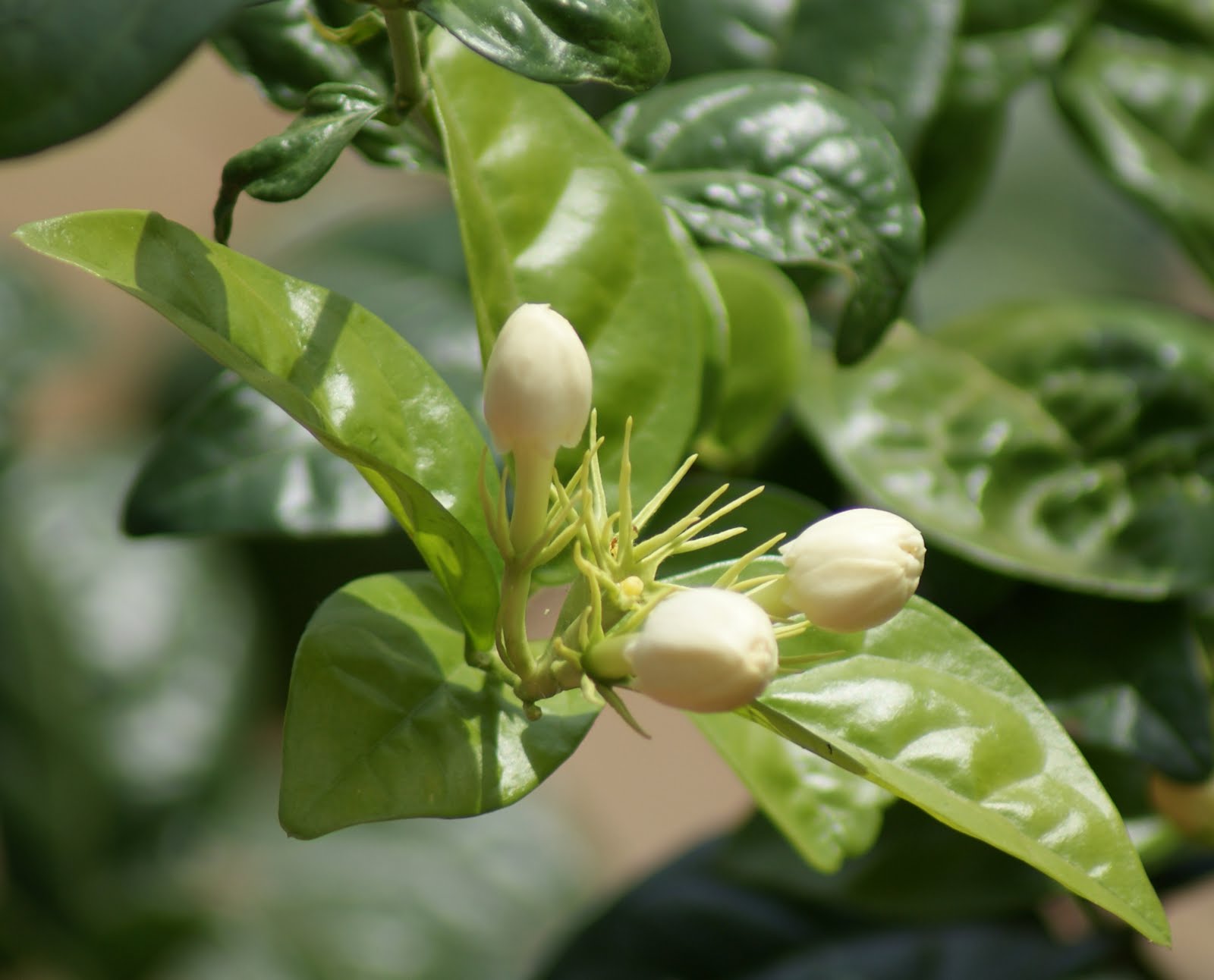 Ramnad News Portal Tamil Nadu, India Jasmine Flower famous